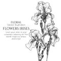 Vector illustration of flowers irises